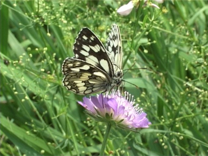 Schachbrettfalter ( Melanargia galathea ) : Männchen und Weibchen, die ersten Annäherungsversuche. An der Mosel, Biotop, 28.06.2005